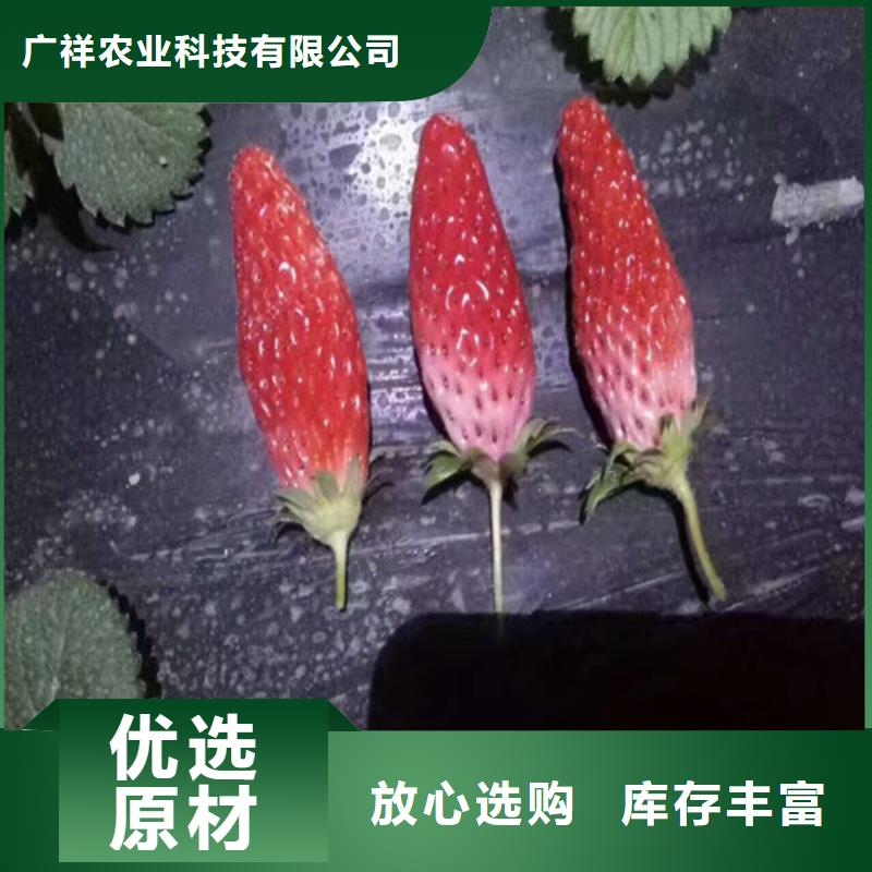 草莓苗,红蜜桃树苗精选货源