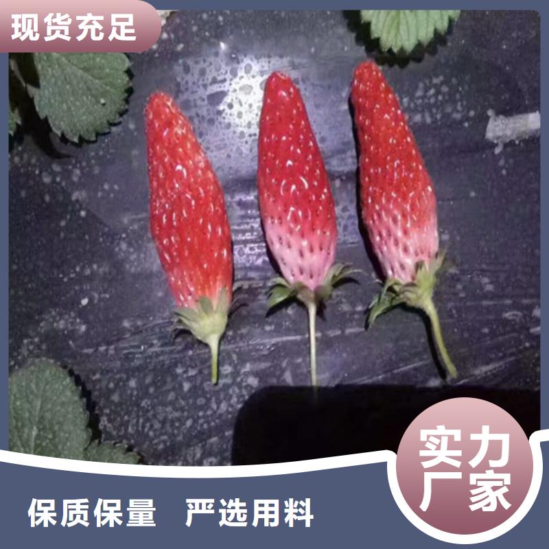 草莓苗果树苗产地直供