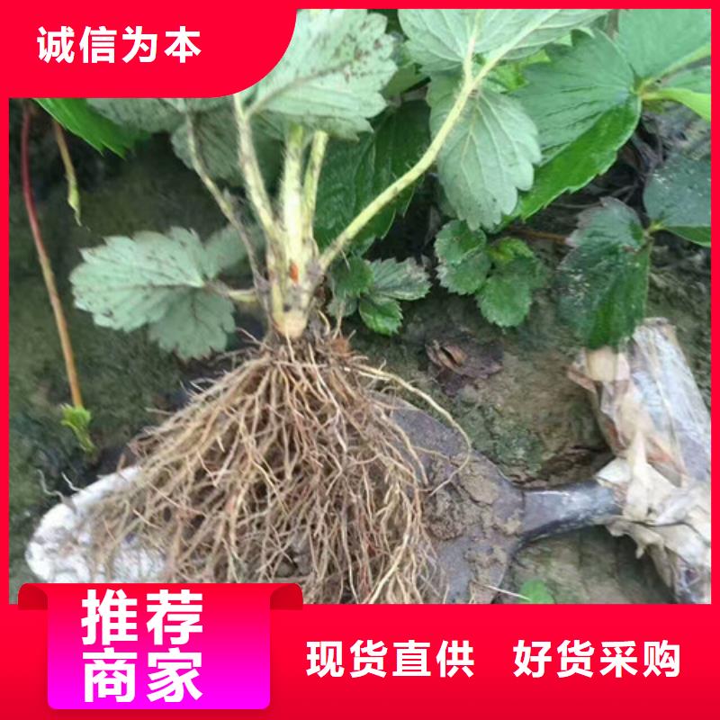 红颜草莓视频-湘潭市红颜草莓-附近可服务区域湘乡|韶山|岳阳|娄底|益阳|株洲|常德