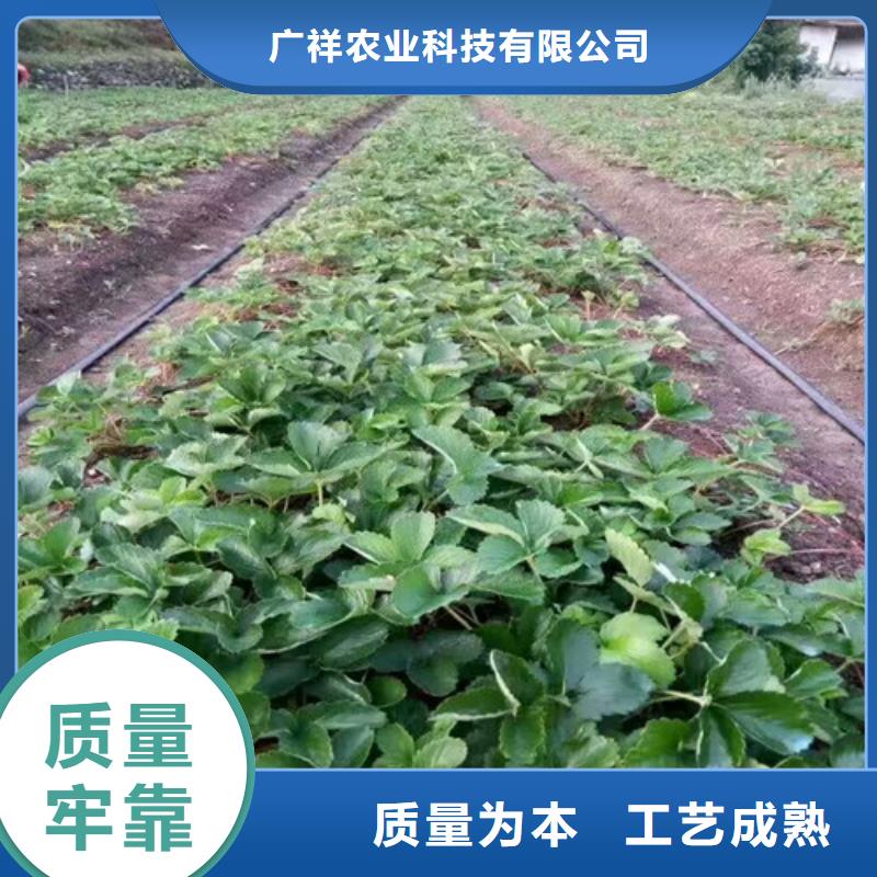 草莓苗【果树苗】质量安心