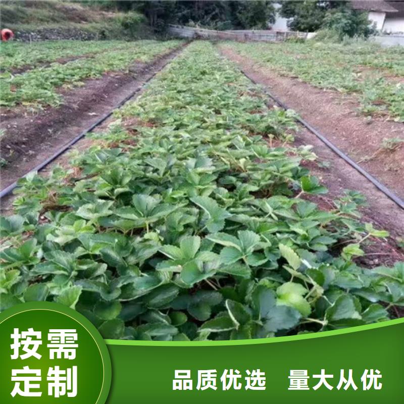 【草莓苗】 黄金苹果树苗基地欢迎新老客户垂询
