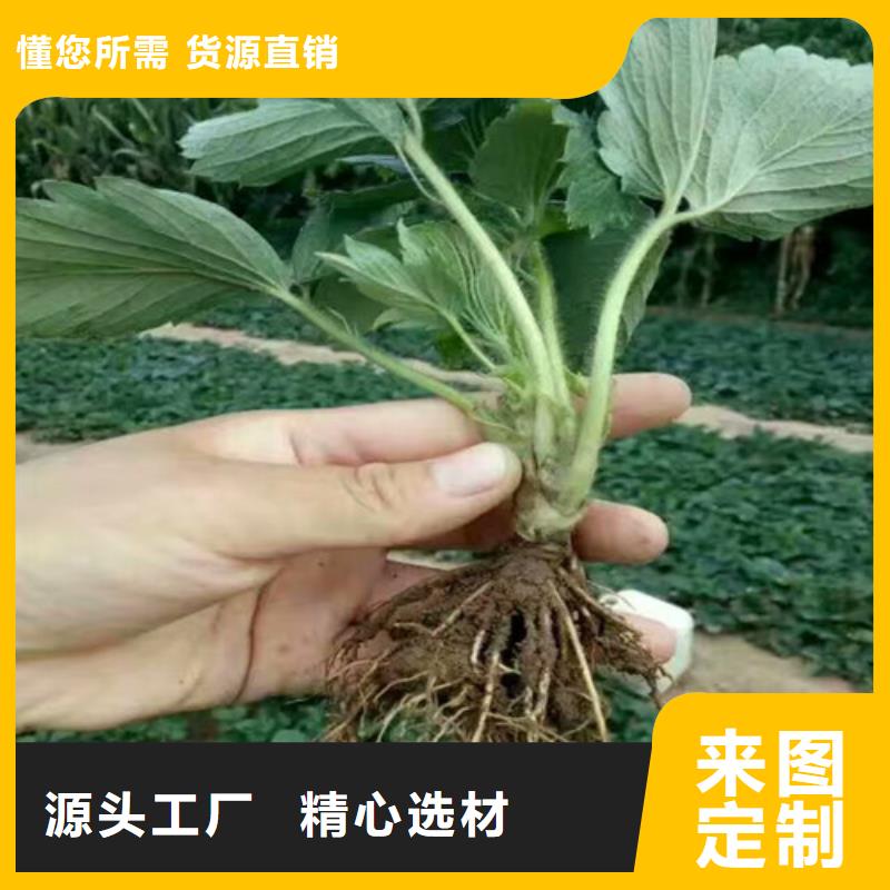 草莓苗葡萄苗支持大小批量采购