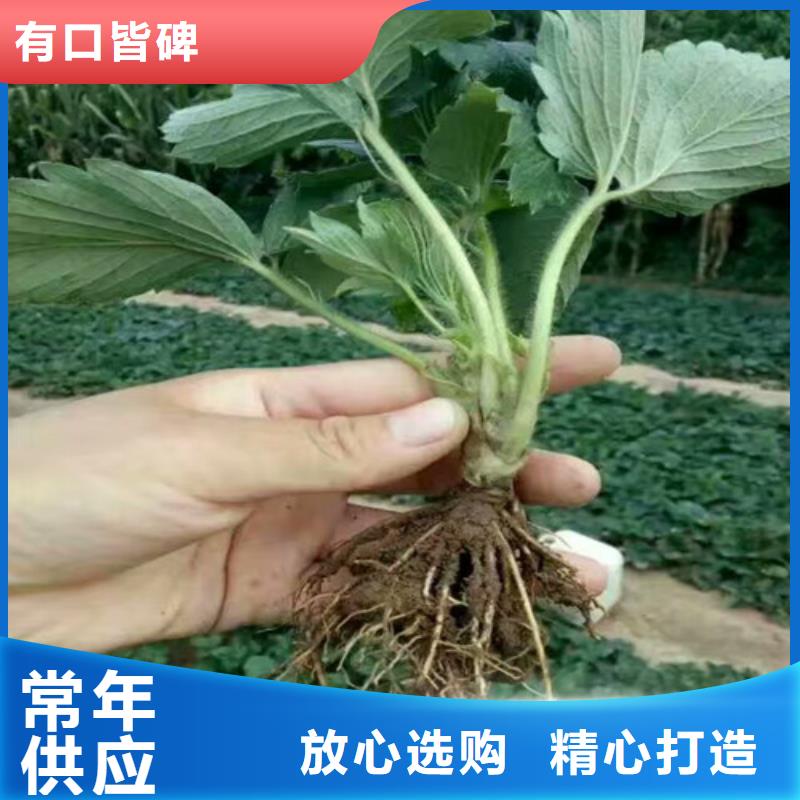 草莓苗 蜂糖李子树苗加工定制