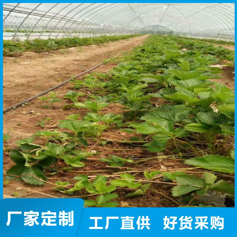 草莓苗,【阳光玫瑰葡萄树苗】生产型