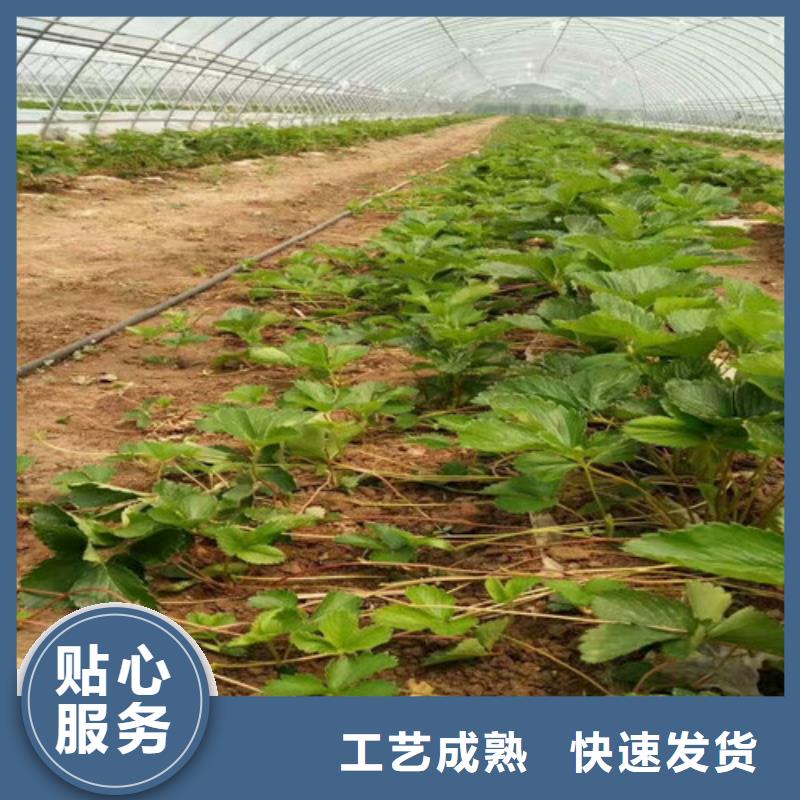 草莓苗果树苗助您降低采购成本