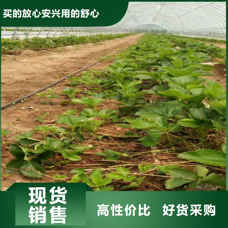草莓苗_梨树苗基地质保一年