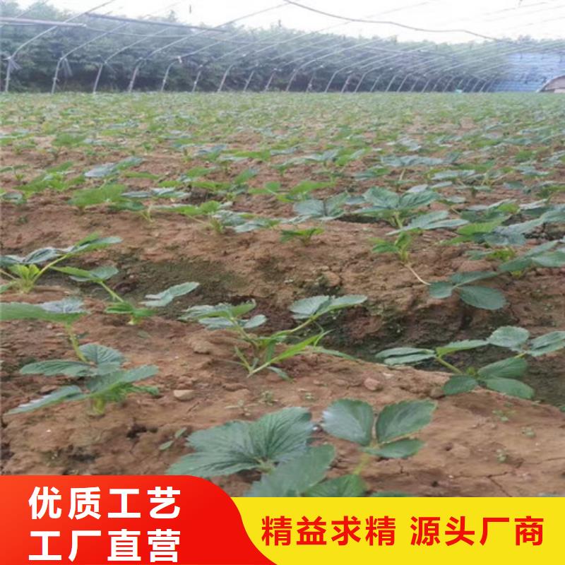 草莓苗葡萄苗基地为品质而生产