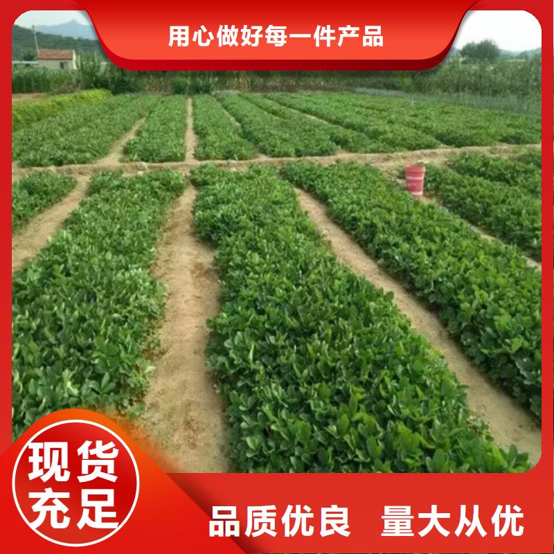 草莓苗 阳光玫瑰葡萄树苗源头厂家供应
