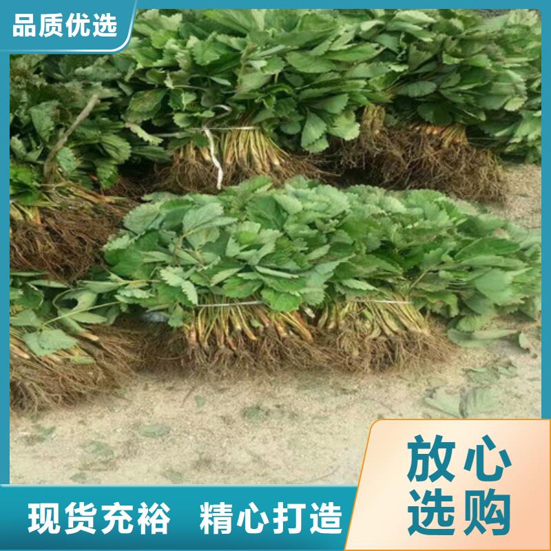 草莓苗草莓苗价格发货迅速
