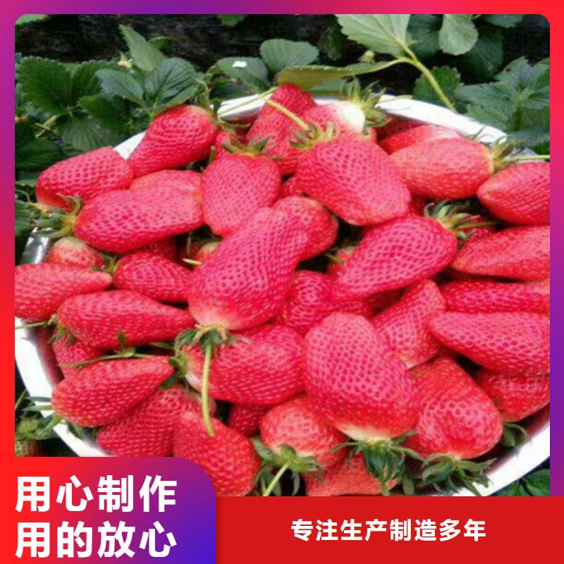 草莓苗无籽葡萄树苗48小时发货