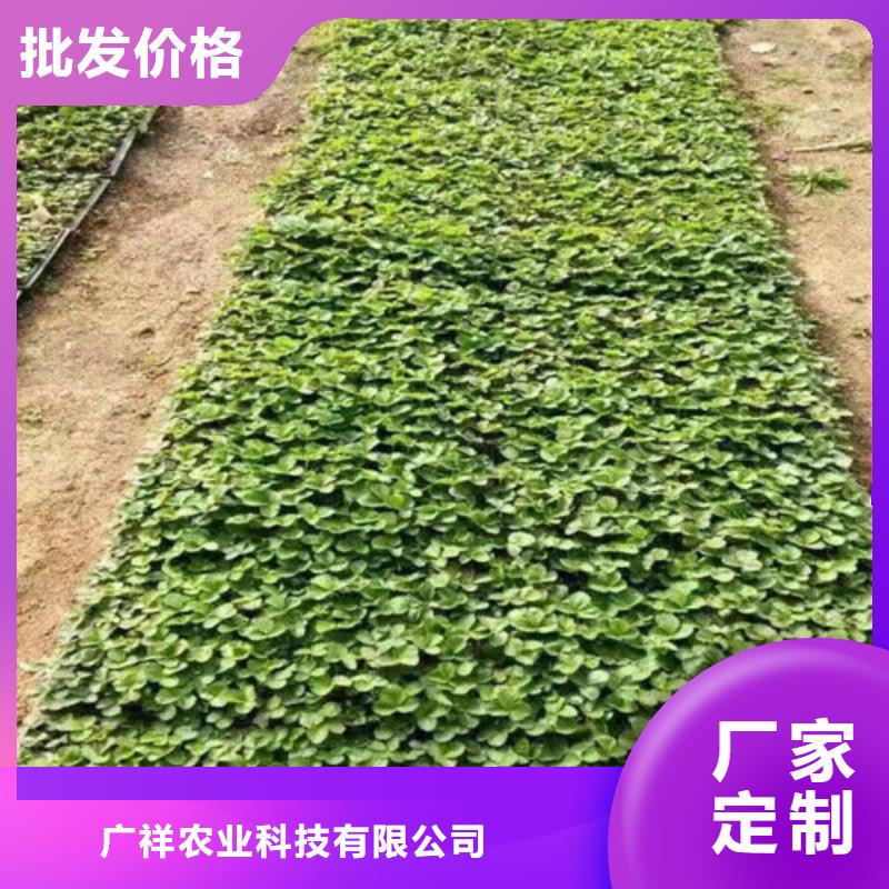 红颜草莓视频-湘潭市红颜草莓-附近可服务区域湘乡|韶山|岳阳|娄底|益阳|株洲|常德