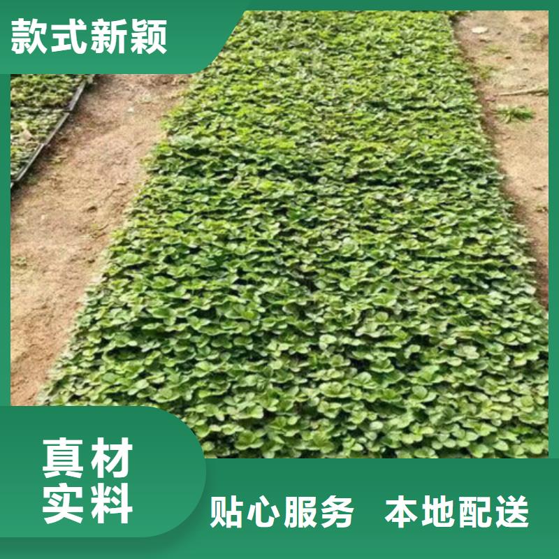 草莓苗无籽葡萄树苗款式多样