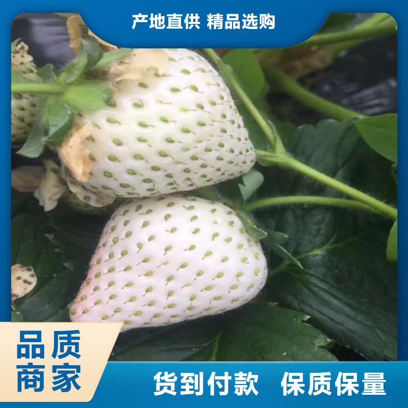 红颜草莓视频-咸宁|武汉|恩施|随州红颜草莓款式多样-广祥农业科技(湖北省分公司)