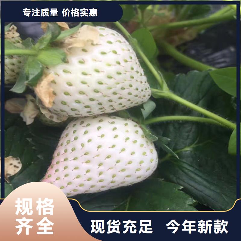 草莓苗无籽葡萄树苗款式多样