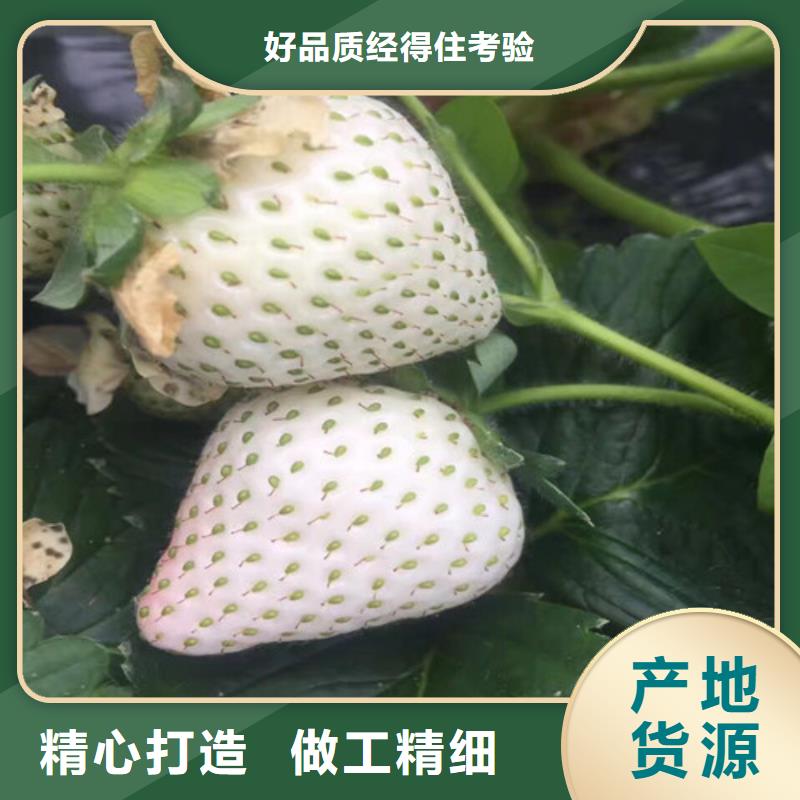 红颜草莓视频-红颜草莓-新疆本土供应商-伊犁|乌鲁木齐|克拉玛依
