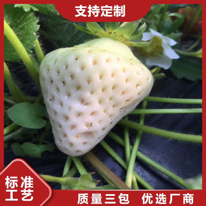 草莓苗_红蜜桃树苗诚信可靠