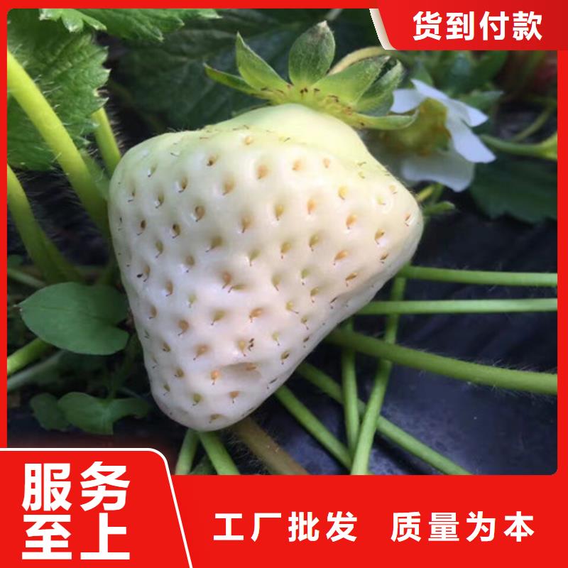 红颜草莓视频-湘潭市红颜草莓-附近可服务区域湘乡|韶山|岳阳|娄底|益阳|株洲|常德