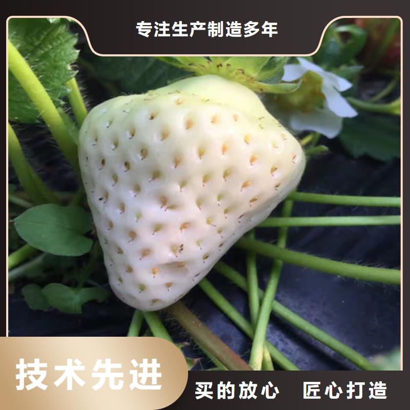 草莓苗樱桃苗价格实惠工厂直供