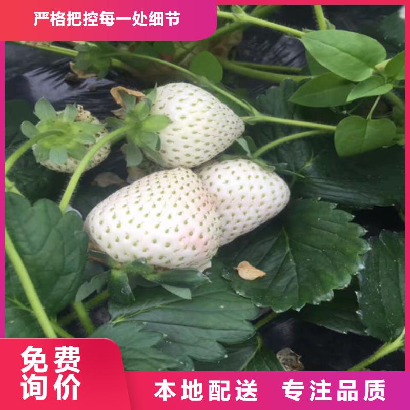 草莓苗蓝宝石葡萄苗源头厂家直销