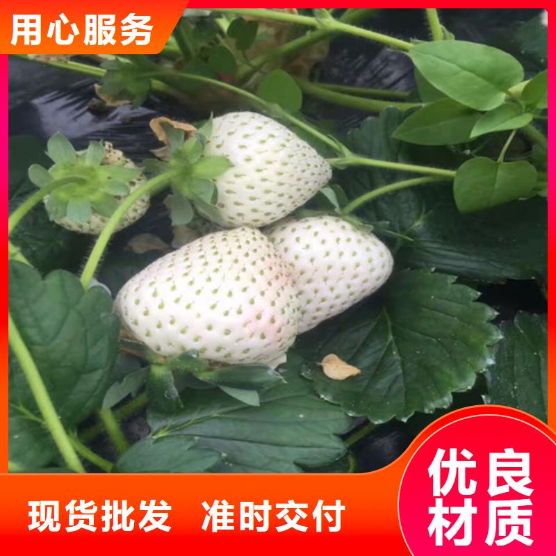 【草莓苗梨树苗基地质检严格放心品质】
