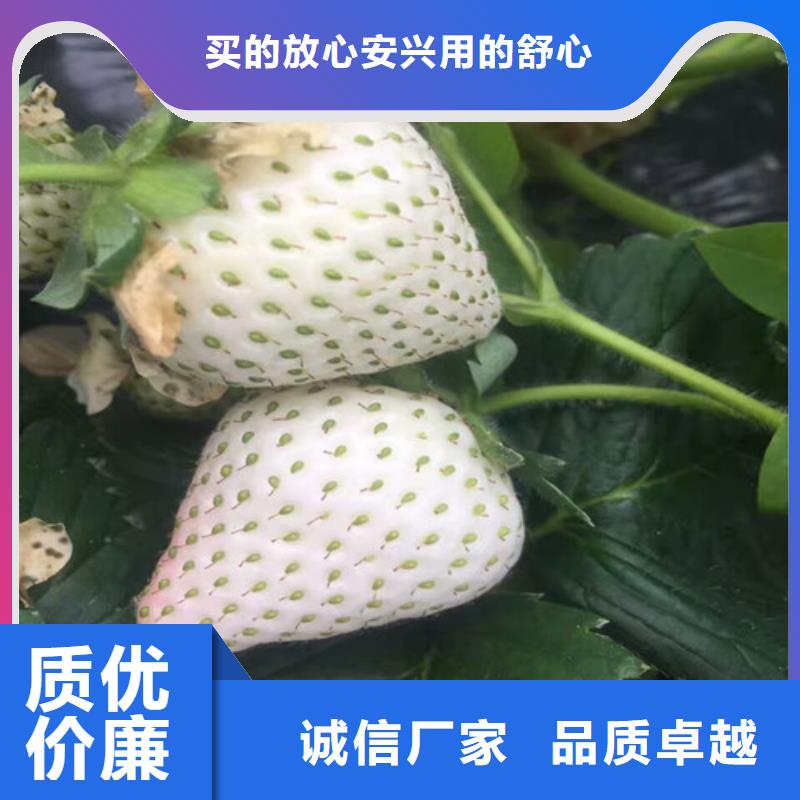 草莓苗 阳光玫瑰葡萄树苗源头厂家供应