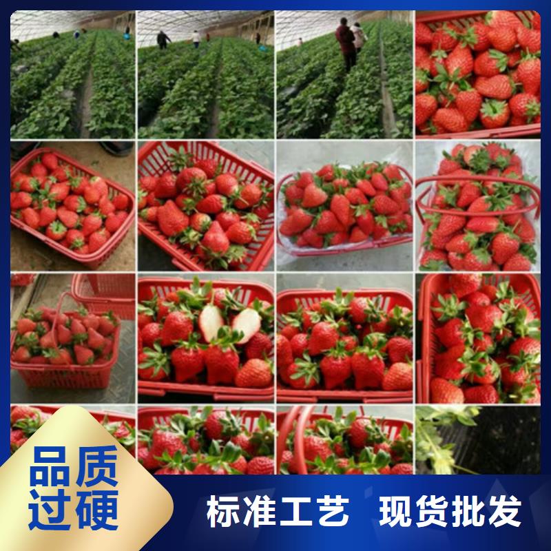 红颜草莓视频-咸宁|武汉|恩施|随州红颜草莓款式多样-广祥农业科技(湖北省分公司)