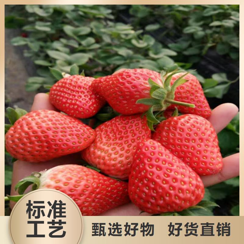 草莓苗,【草莓苗价格】注重细节