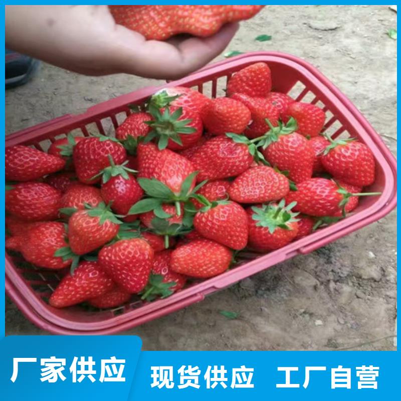 草莓苗草莓苗价格发货迅速
