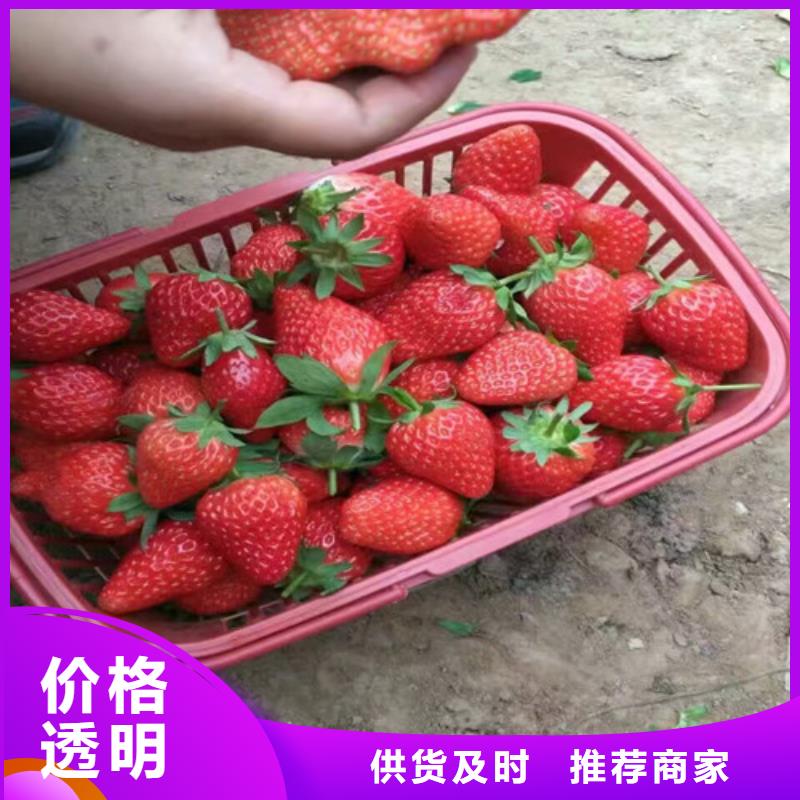 草莓苗蓝宝石葡萄树苗现货齐全售后无忧