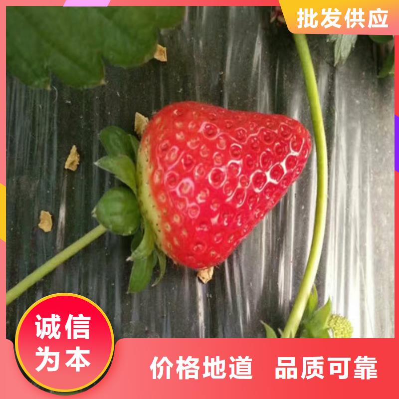 【草莓苗】阳光玫瑰葡萄树苗用心制造