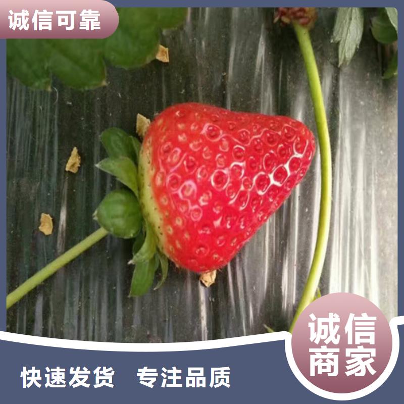 草莓苗_冬雪蜜桃树苗设计合理