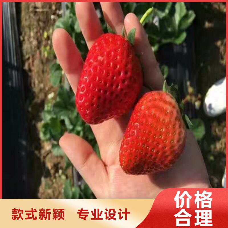 【草莓苗】 黄金苹果树苗基地欢迎新老客户垂询