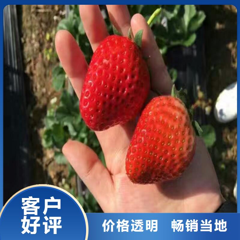 草莓苗葡萄苗支持大小批量采购