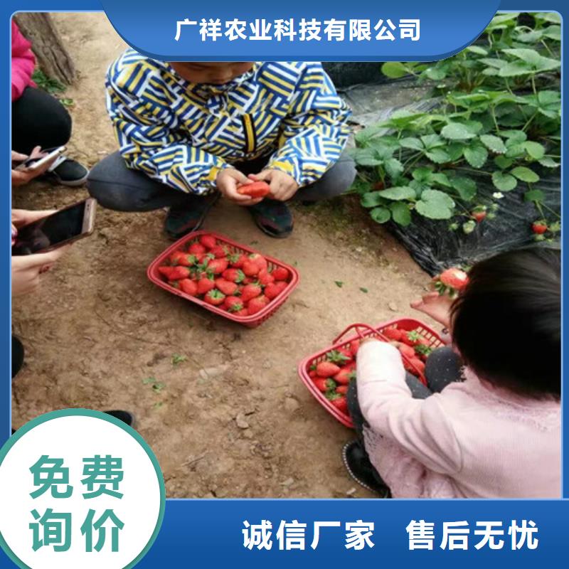 红颜草莓视频-湘潭市红颜草莓-附近可服务区域湘乡|韶山|岳阳|娄底|益阳|株洲|常德