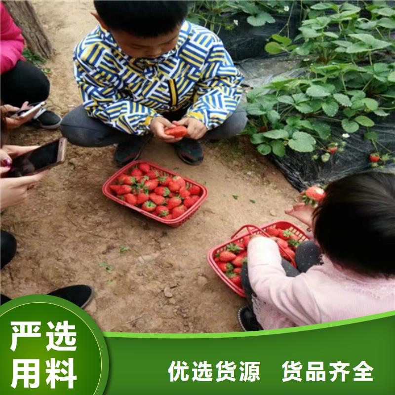 红颜草莓视频-红颜草莓-新疆本土供应商-伊犁|乌鲁木齐|克拉玛依