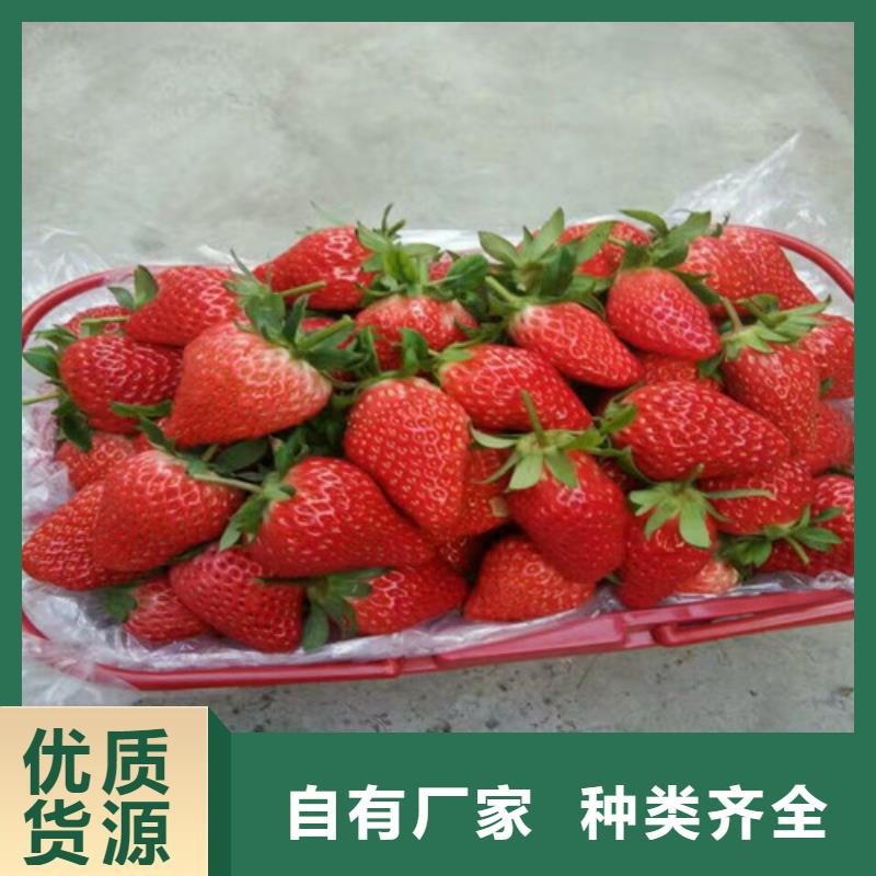 草莓苗-黄桃树苗品质过硬