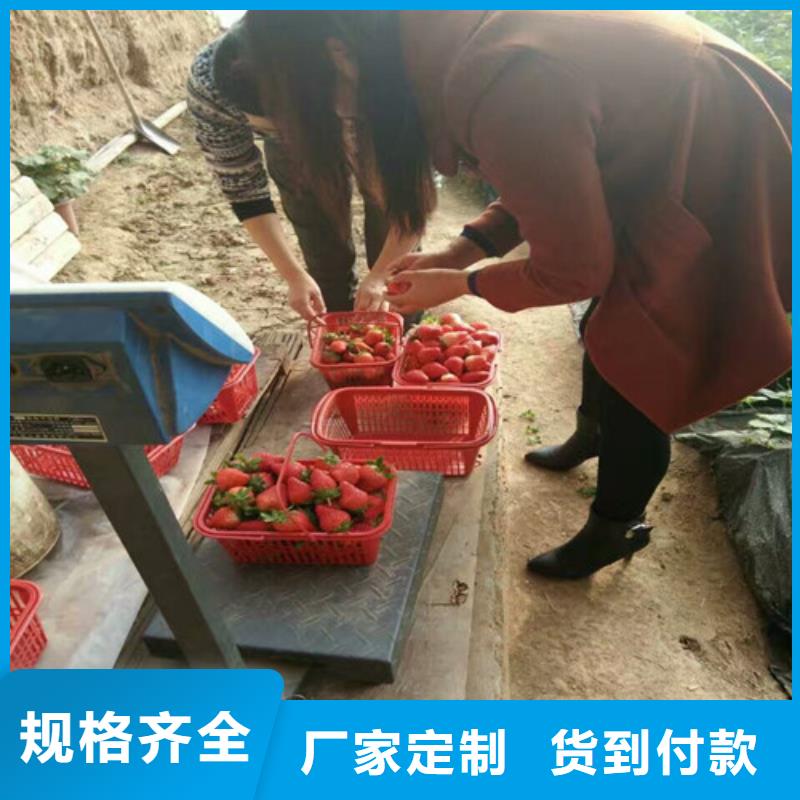 【草莓苗,大红袍花椒苗诚信为本】