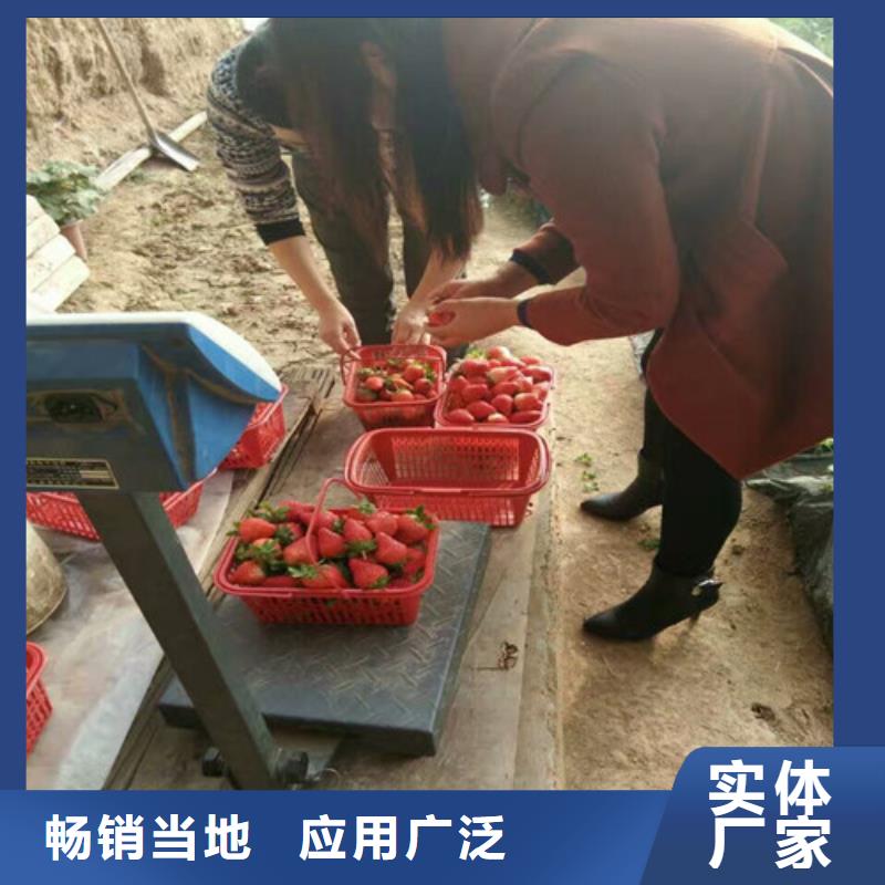 草莓苗无籽葡萄树苗48小时发货