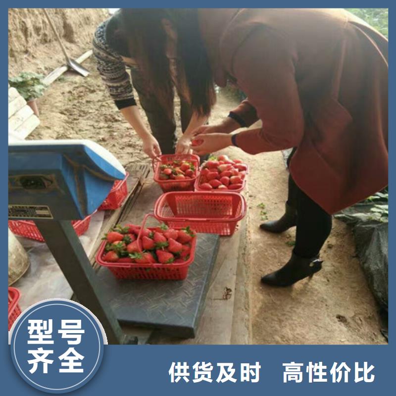【草莓苗梨树苗基地质检严格放心品质】