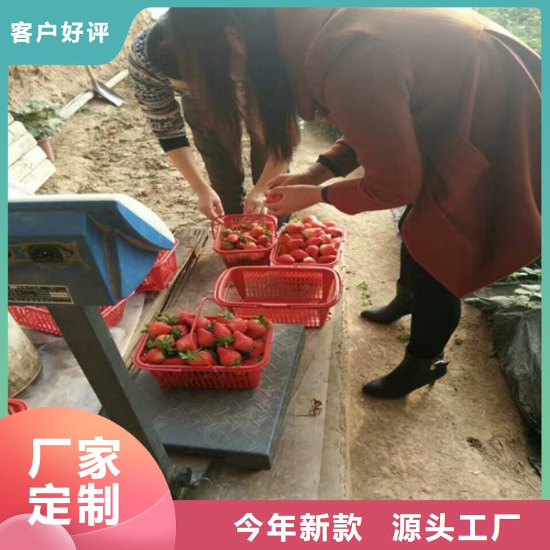 草莓苗-桃树苗客户好评