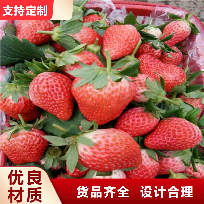 草莓苗黄桃树苗严谨工艺