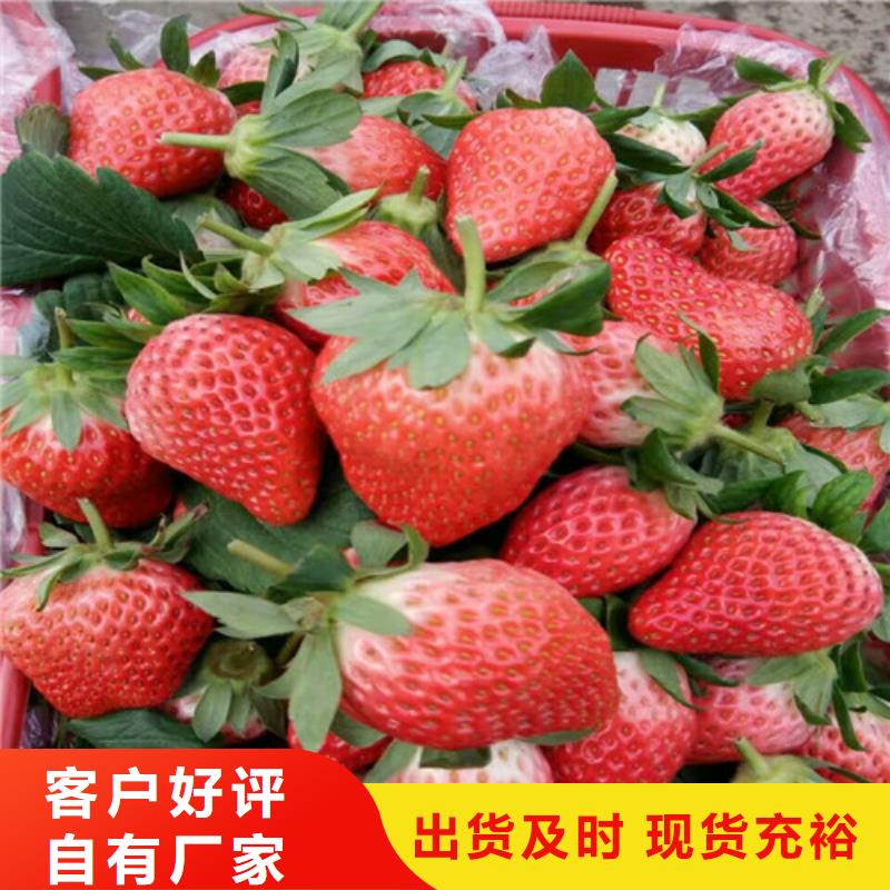 草莓苗果树苗产地直供