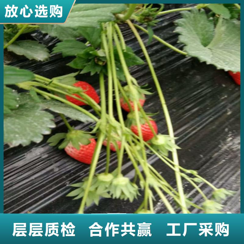 草莓苗苹果苗为您提供一站式采购服务