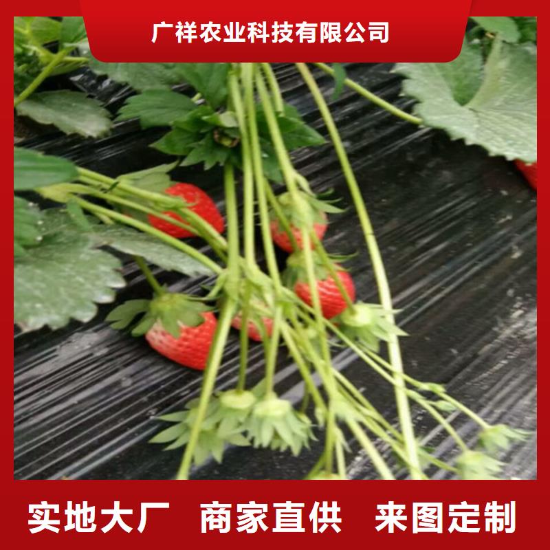 草莓苗_徐香猕猴桃树苗现货充裕