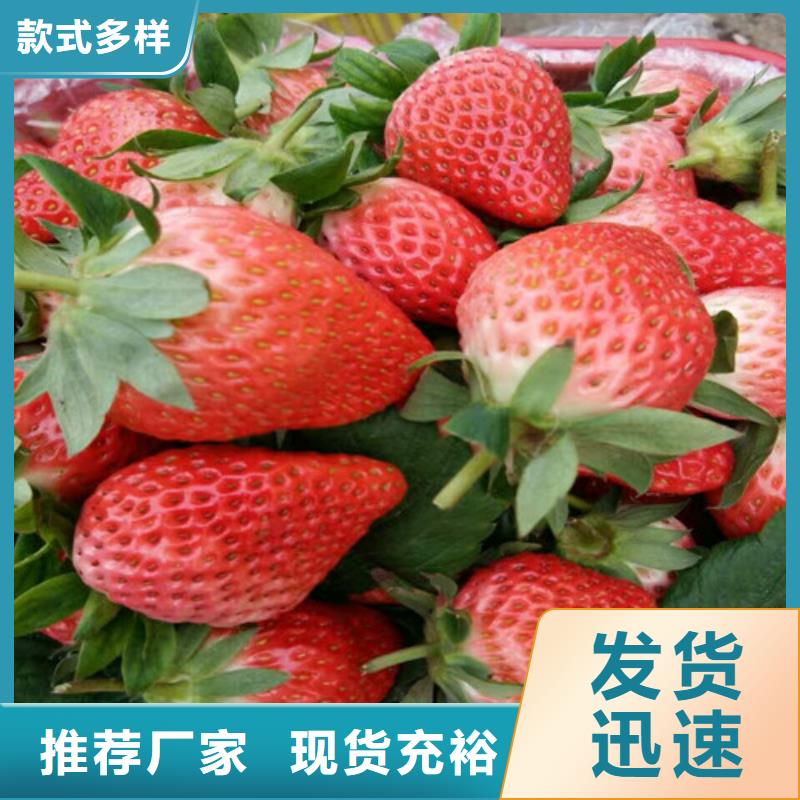 草莓苗苹果苗为您提供一站式采购服务