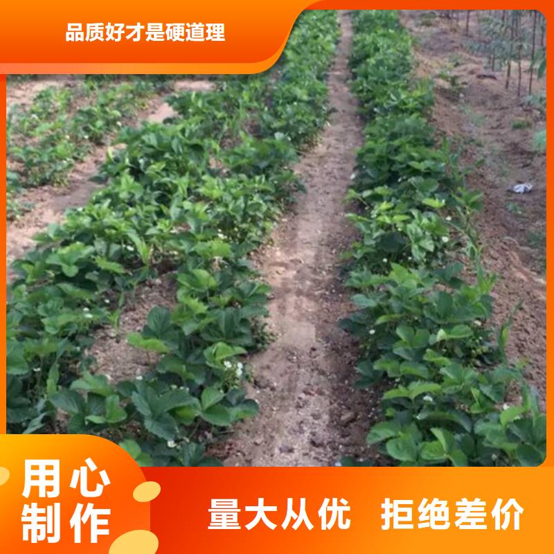 草莓苗 蜂糖李子树苗加工定制