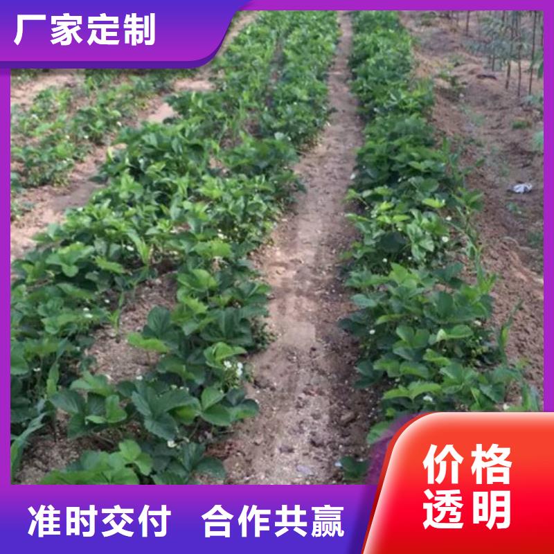 草莓苗黄桃树苗严谨工艺
