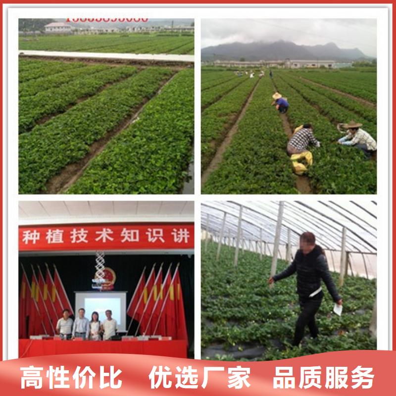 草莓苗果树苗助您降低采购成本