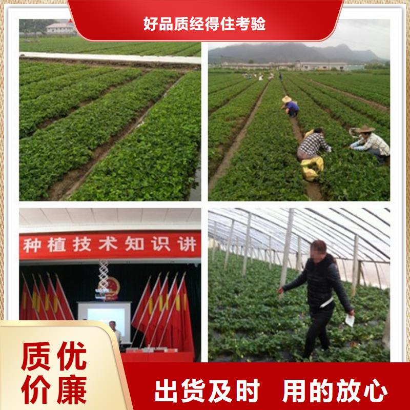 草莓苗,梨树苗基地好品质售后无忧