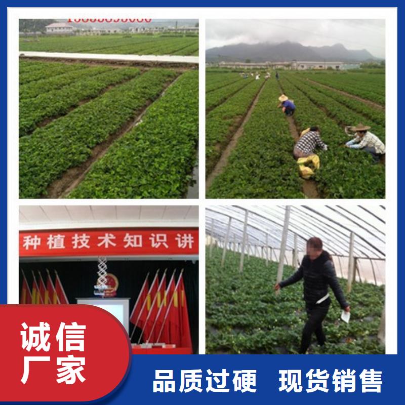 红颜草莓视频-咸宁|武汉|恩施|随州红颜草莓款式多样-广祥农业科技(湖北省分公司)
